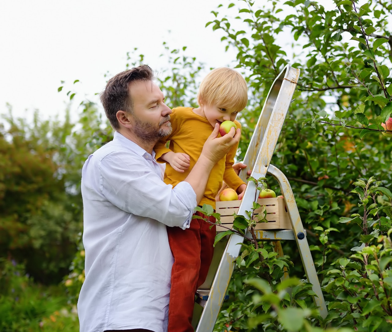 Little boy with his father picking apples in orchard. Child stands on a ladder and sniffs an apple. Harvesting in the domestic garden in autumn.; Shutterstock ID 1585049509; purchase_order: -; job: -; client: -; other: -