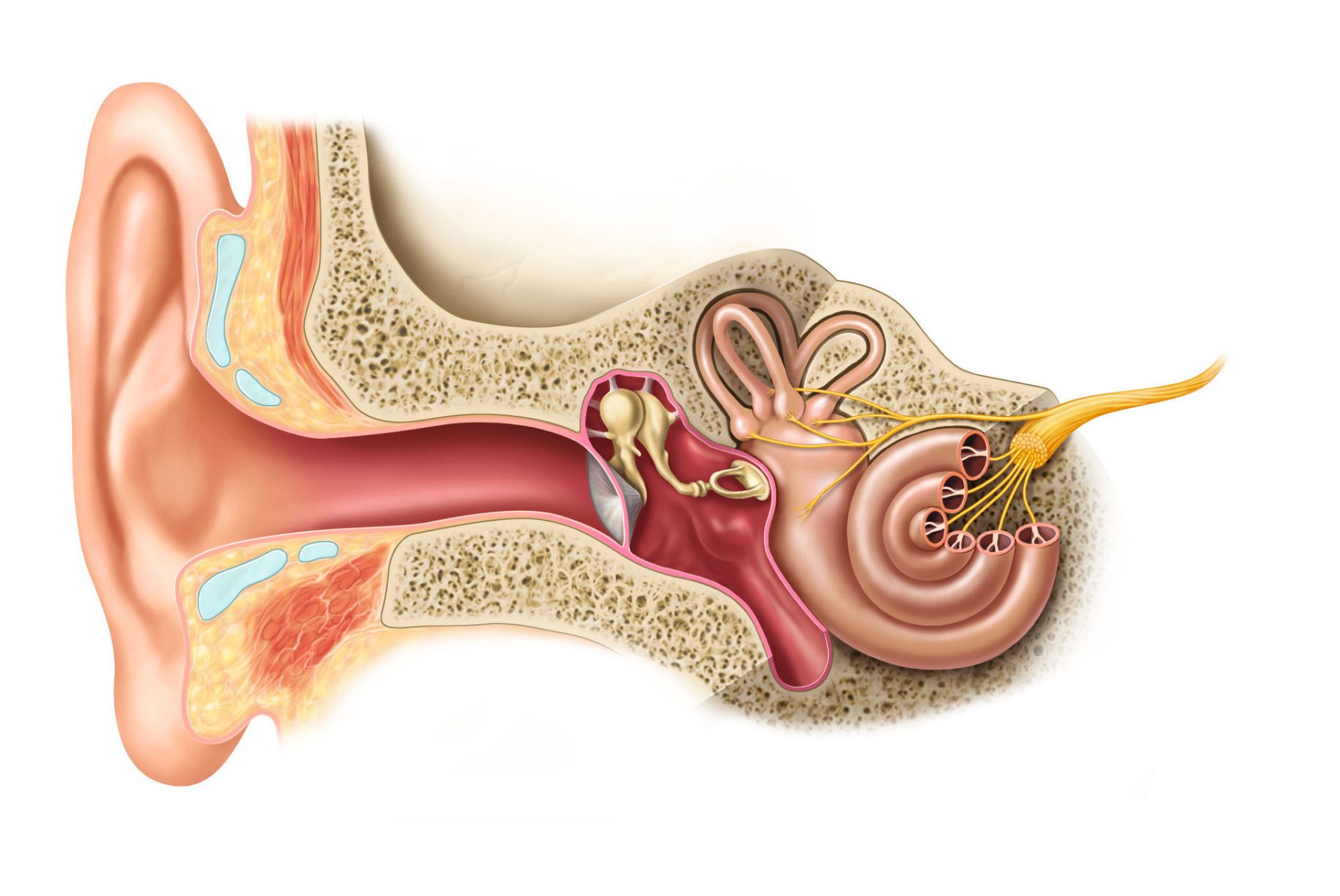 Når høreapparatet følger din opmærksomhed