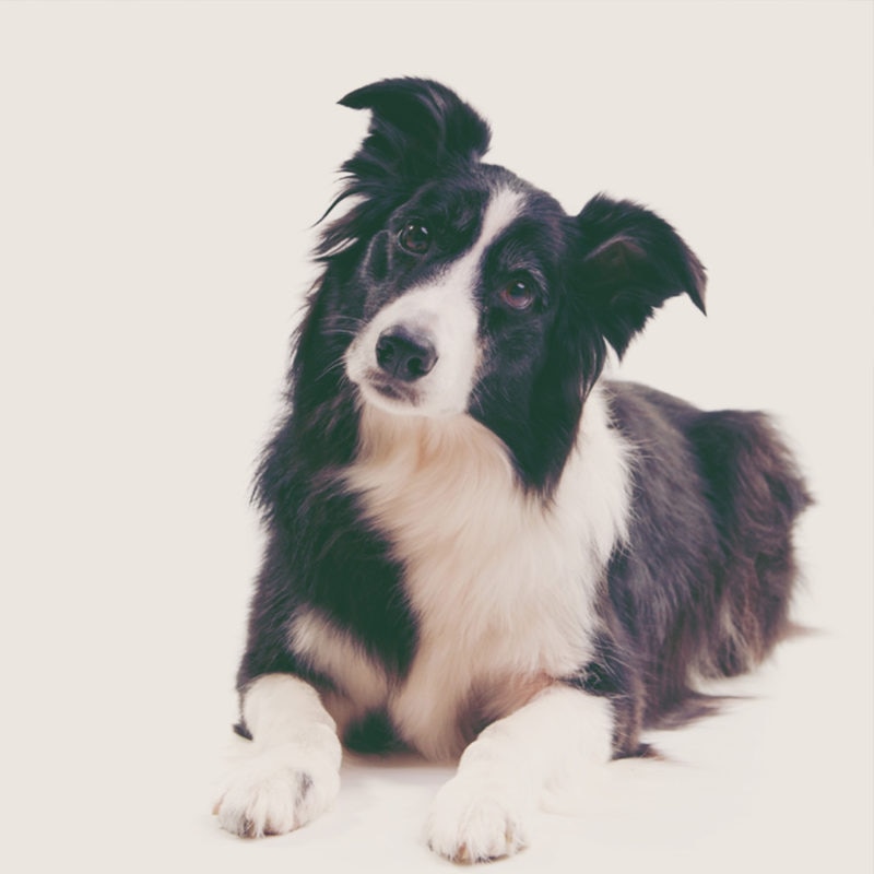 Hundar kan använda hörapparater!