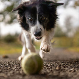 Hundar kan använda hörapparater!