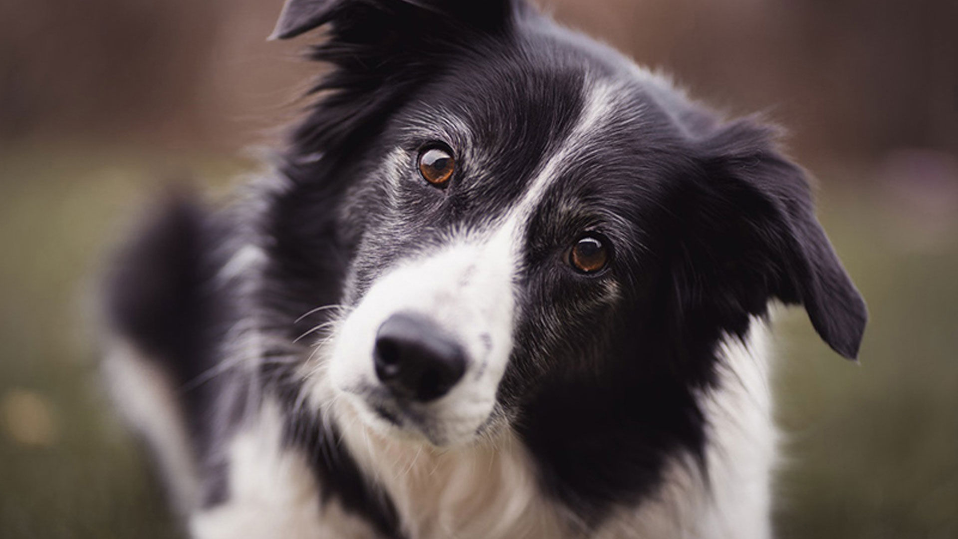Hundar kan använda hörapparater!