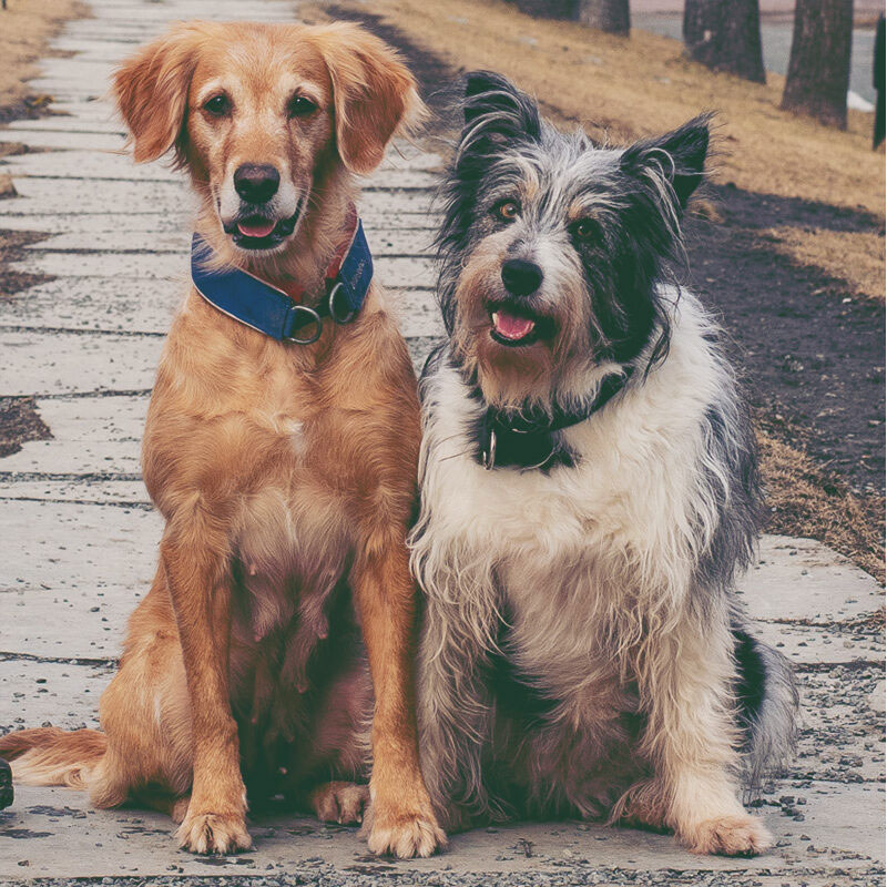 Liv och glädje – och mörker