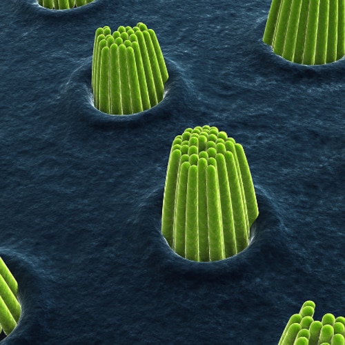 科學家發現了可再生死亡耳部毛細胞的「主基因」